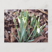 Nouvelle croissance de carte postale (Devant)