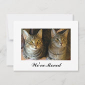 Nouvelle maison Tabby Cats Moving Faire-part (Devant)