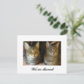 Nouvelle maison Tabby Cats Moving Faire-part (Debout devant)