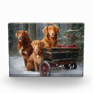 Nova Scotia Duck Toller Retriever Sneeuw slee Fotoblokken