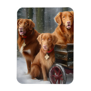 Nova Scotia Duck Toller Retriever Sneeuw slee Magneet
