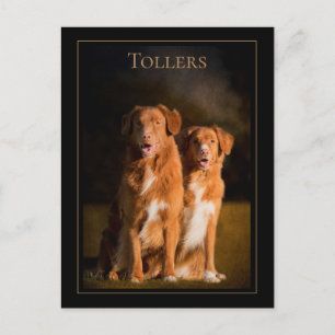 Nova Scotia Duck Tolling Briefkaart