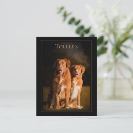 Nova Scotia Duck Tolling Briefkaart (Staand voorkant)