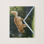 nova scotia duck-tolling recovery ever legpuzzel (Verticaal)