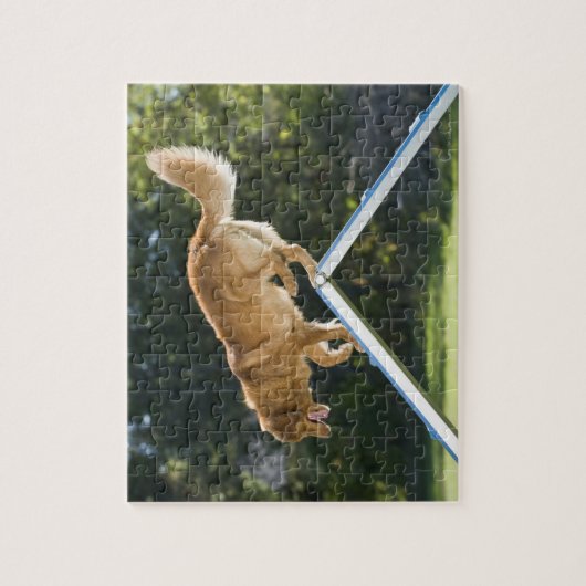 nova scotia duck-tolling recovery ever legpuzzel (Verticaal)
