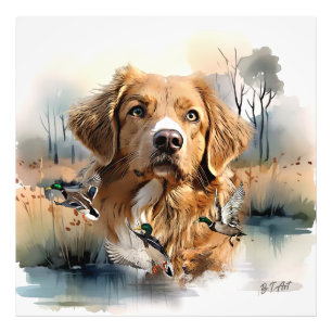 Nova Scotia Duck Tolling Retriever, Art Foto Afdruk