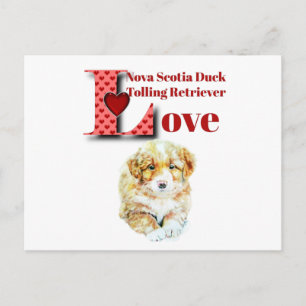 Nova Scotia Duck Tolling Retriever Briefkaart