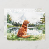 Nova Scotia Duck Tolling Retriever - Briefkaart (Voorkant / Achterkant)