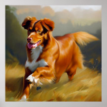 Nova Scotia Duck-Tolling Retriever Dog