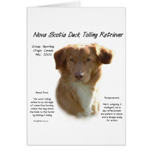 Nova Scotia Duck Tolling Retriever Geschiedenis On