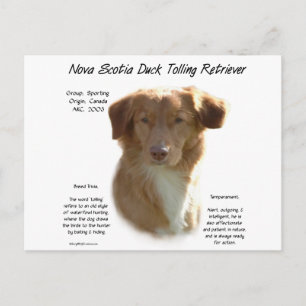 Nova Scotia Duck Tolling Retriever Geschiedenis On Briefkaart