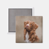 Nova Scotia Duck Tolling Retriever hond Magneet (Voorkant / Achterkant)