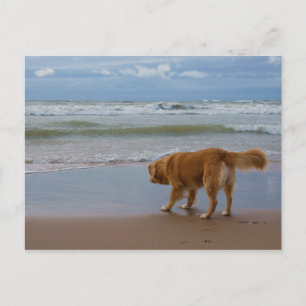 Nova Scotia Duck Tolling Retriever Ocean Attous Briefkaart
