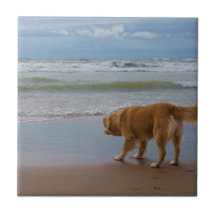 Nova Scotia Duck Tolling Retriever Ocean Attous Tegeltje