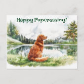 Nova Scotia Duck Tolling Retriever Postcrossing Briefkaart (Voorkant)