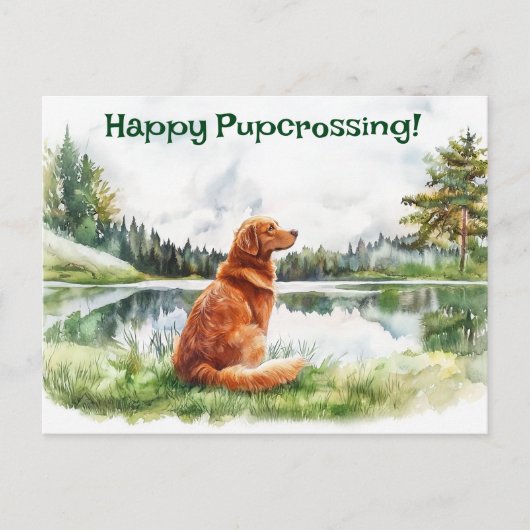 Nova Scotia Duck Tolling Retriever Postcrossing Briefkaart (Voorkant)