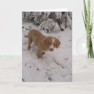 Nova_Scotia_Duck-Tolling_Retriever pup in sneeuw Kaart