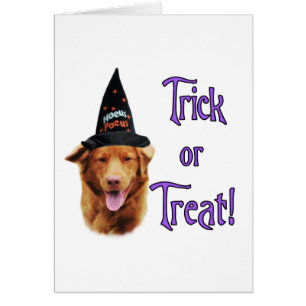 Nova Scotia Duck Tolling Retriever Trick