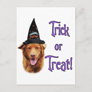 Nova Scotia Duck Tolling Retriever Trick Briefkaart
