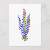 Nova Sotia Lupines Briefkaart (Voorkant)