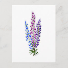 Nova Sotia Lupines Briefkaart