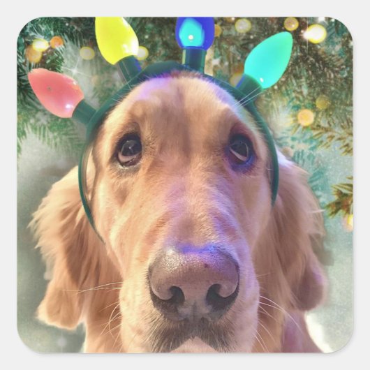 Nova the Golden Retriever - Stickers Noël (Devant)