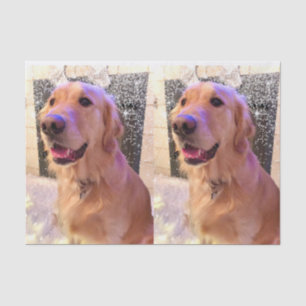 Nova the Golden Retriever Tissue Paper Tissuepapier