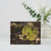 November Sun CC0303 Briefkaart (Staand voorkant)