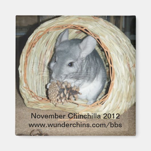 novembre chinchilla 2012 aimant (Devant)