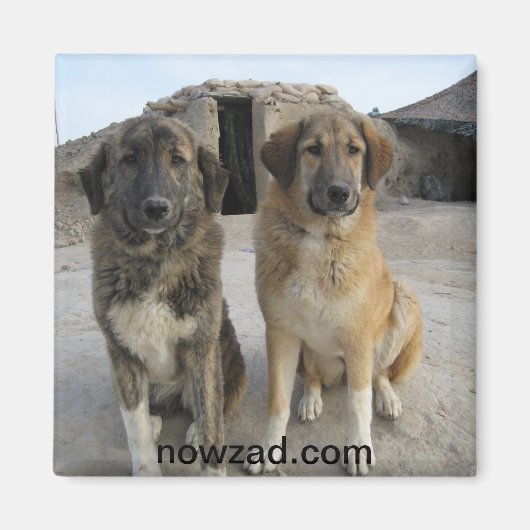 Nowzad Honden Magneet (Voorkant)