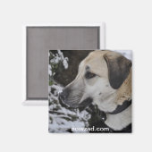 Nowzad Secourt Chien Kilo Magnet (Recto/Verso)