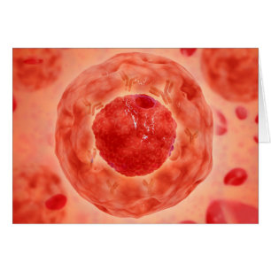 Noyau Cellulaire Avec Chromosome 2