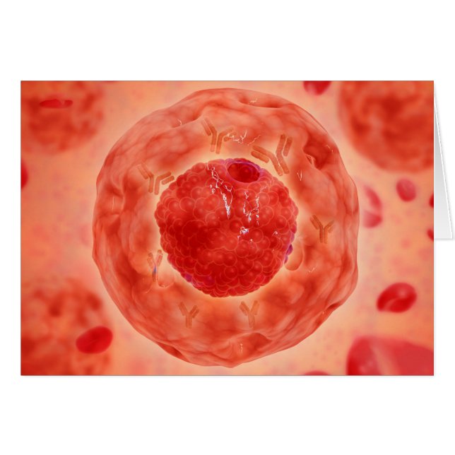 Noyau Cellulaire Avec Chromosome 2 (Devant horizontal)