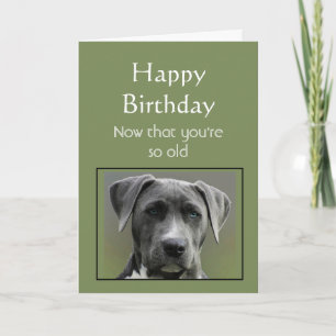 Nu dat je oude Humor Happy Birthday Fun Dog Kaart