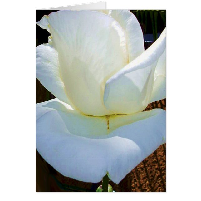 Nu en Forever_ (Voorkant)