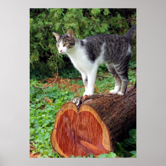 Nu heb je mijn aandacht - Kat Poster (Voorkant)