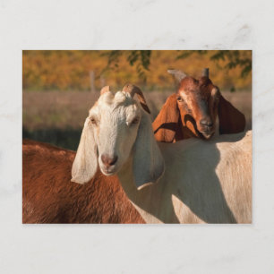 Nubiaanse geiten briefkaart