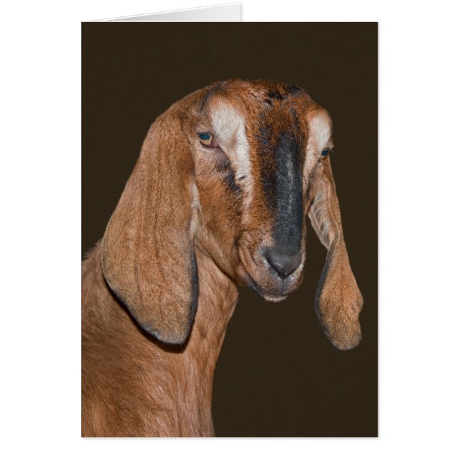 Nubian Goat Card (Voorkant)