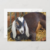 Nubian Goat foto Briefkaart (Voorkant / Achterkant)