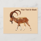 Nubian Ibex - Ein Gedi Briefkaart (Voorkant)