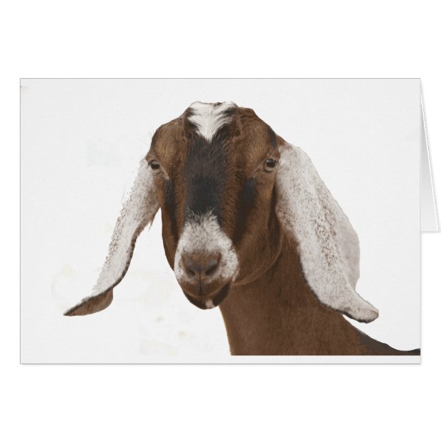 Nubien (Devant horizontal)