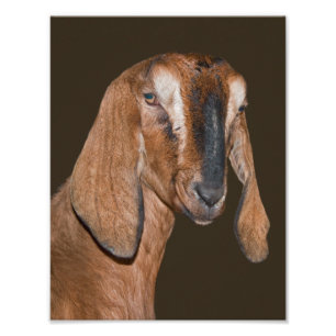 Nubische Geitenprint Foto Afdruk