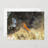 Nudibranch Briefkaart (Voorkant / Achterkant)