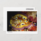 Nudibranch Briefkaart (Voorkant / Achterkant)