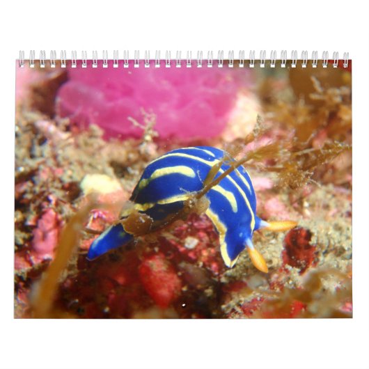 Nudibranch Calendar Kalender (Hoes)