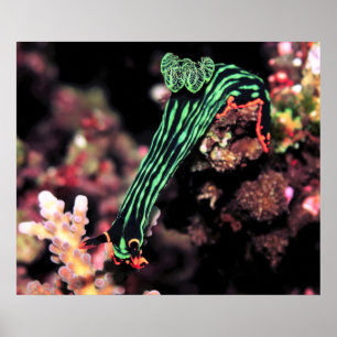Nudibranch die neer gaat poster