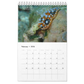 Nudibranchs à Siquijor : Calendrier Bureau (Feb 2026)