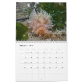 Nudibranchs & Zee Slugs Kalender (Feb 2026)