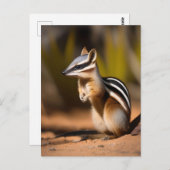 Numbat Australien, Carte Postale (Devant / Derrière)