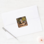 Numbat australien, Stickers (Enveloppe)